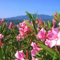 /album/maison-de-vacances/blickserredebarreoleander-jpg/