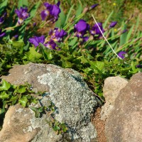 /album/maison-de-vacances/gartensteiniris-jpg/