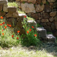 /album/maison-de-vacances/gartentreppemohn-jpg/
